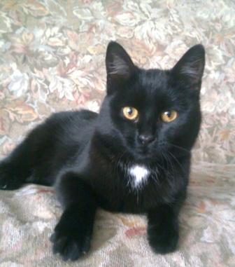 Мысық котенок кот котик кошка