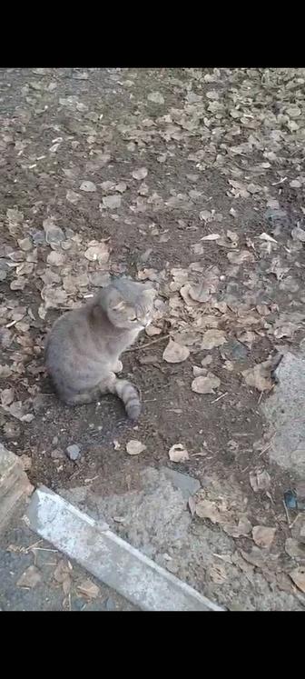 Котику или кошке срочно нужен дом