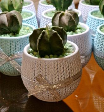 Живые подарки, кактусы, композиции из суккулентов