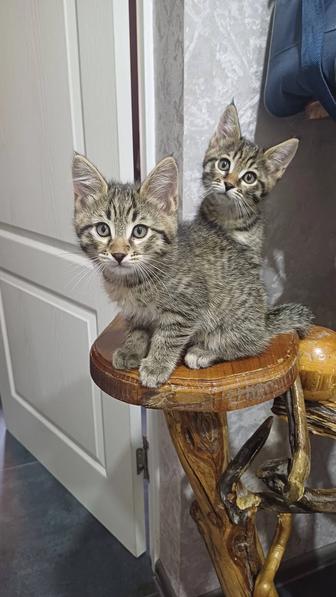 Отдам котят в хорошие руки