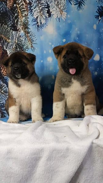 Американские Акиты