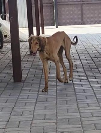 Щенок тазы