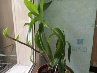 Продам золотой ус