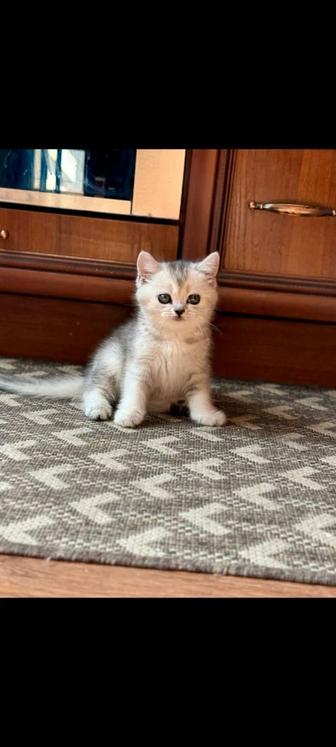Продам шиншилловую шотландскую кошечку.