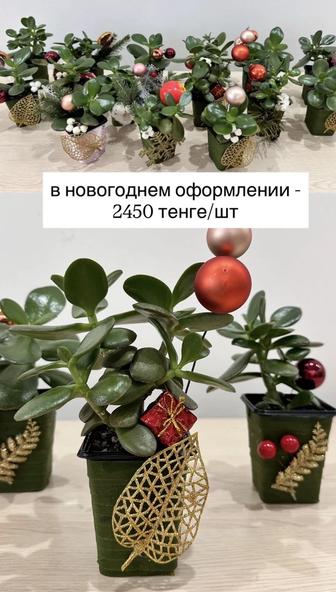 Денежное дерево (крассула, толстянка)