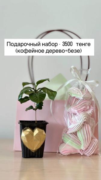 Подарки на Наурыз, любимым и близким.Тойбастар. Комнатное растение