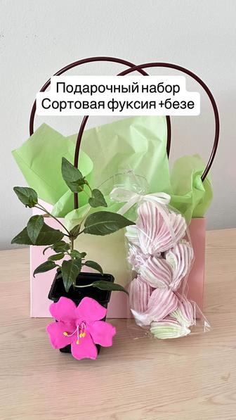 Подарки на Наурыз, любимым и близким.Тойбастар. Комнатное растение