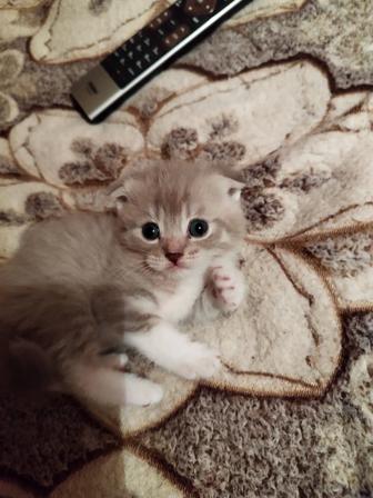 Кошечка в добрые руки