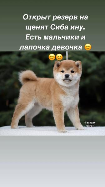 Ждут родителей очаровательные щенки сиба ину