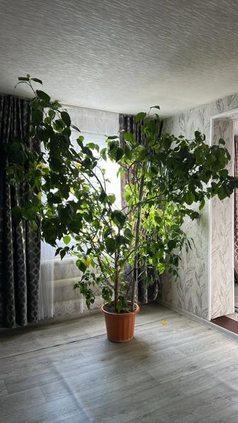 Китайская Роза