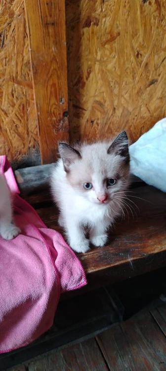Котенок (Мальчик)