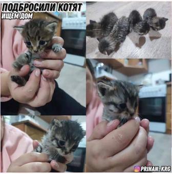 Крошечные котята