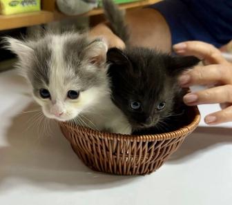 Отдадим котят в добрые руки!
