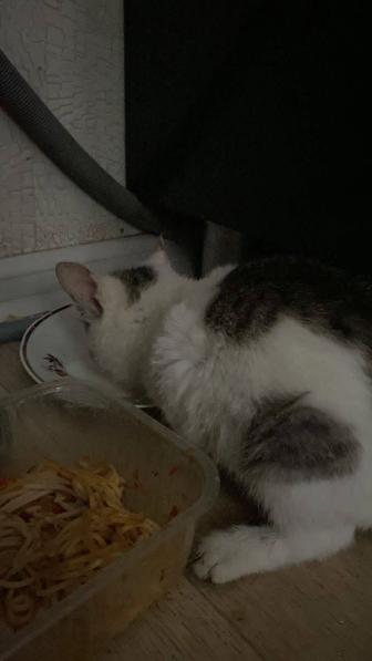 Отдам котенка одна девочка осталась к лотку приучена кушает все подряд