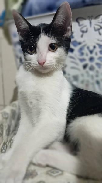 Кошечка в добрые руки