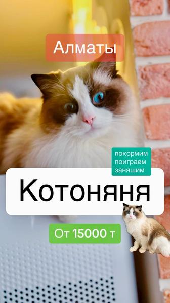 Котоняня Алматы