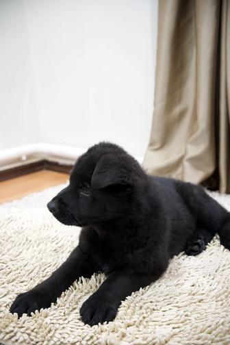 Щенки немецкой овчарки