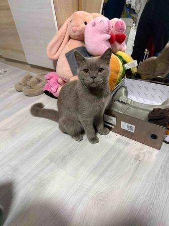 Отдам кота