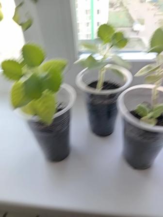 Продам комнатное растение