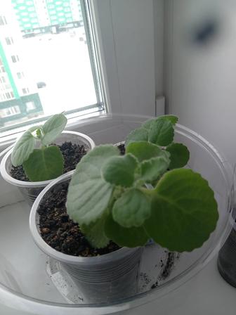 Продам комнатное растение