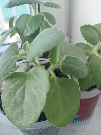 Продам комнатное растение