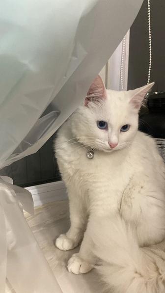 кошка