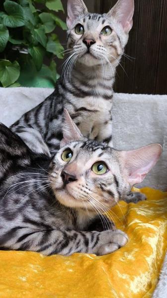 Необычные Silver Bengal КОТЯТА ( котики )