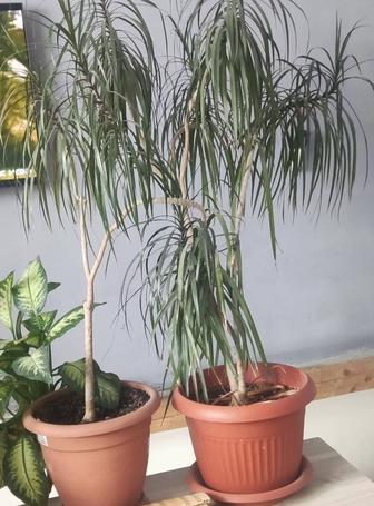 Драцену продам взрослое красивое растение