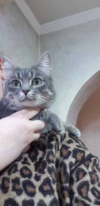 Кот Дымок ищет дом!