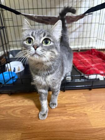 Кот Дымок ищет дом!