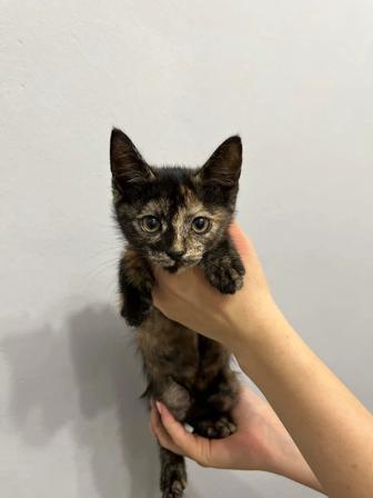 Отдам котенка, девочку. Помогу со стерилизацией.