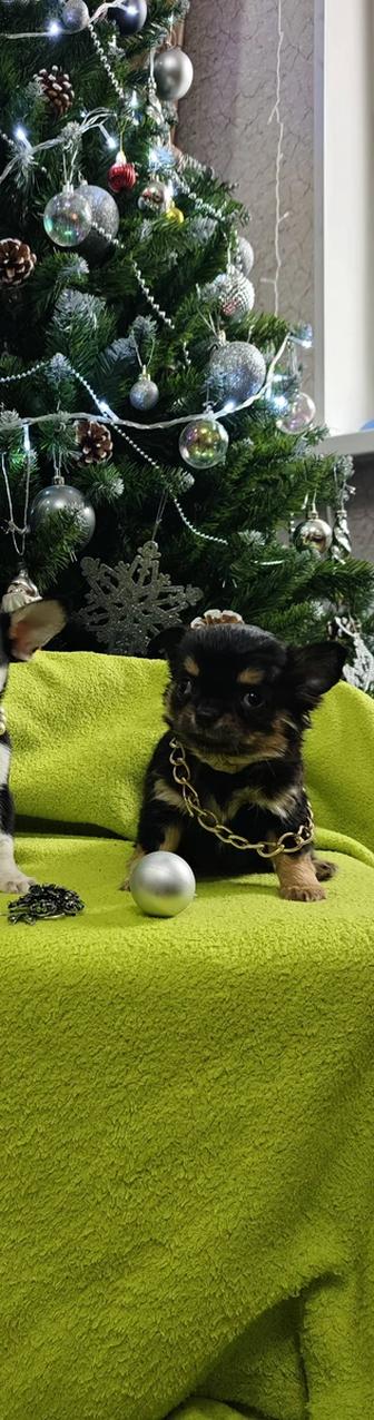 Продам щенка чихуахуа мини