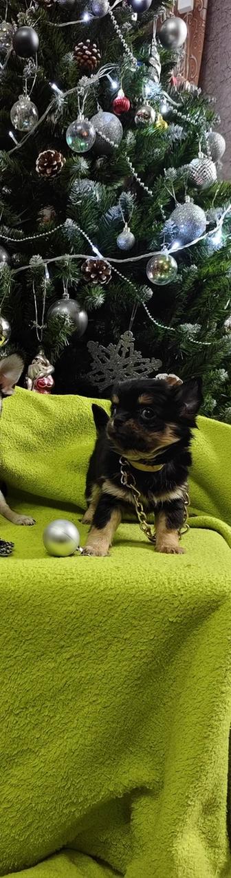 Продам щенка чихуахуа мини