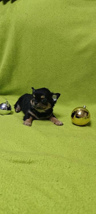 Продам щенка чихуахуа мини