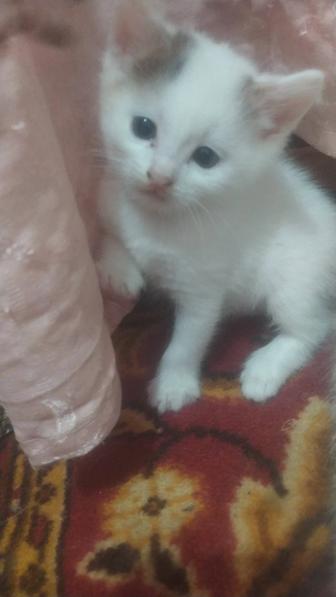 Отдам котят
