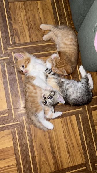Отдам котиков в хорошие руки