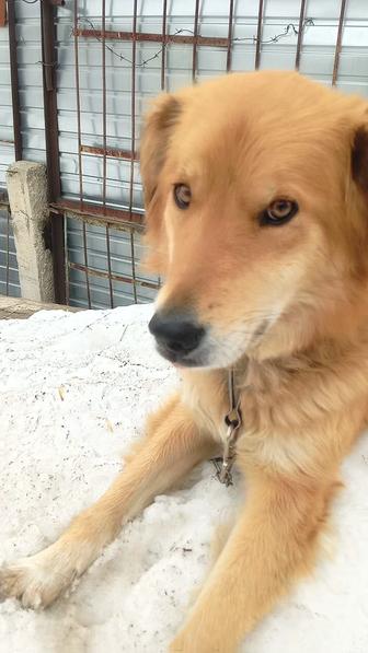 Собака чипирована, стерилизована ищет дом