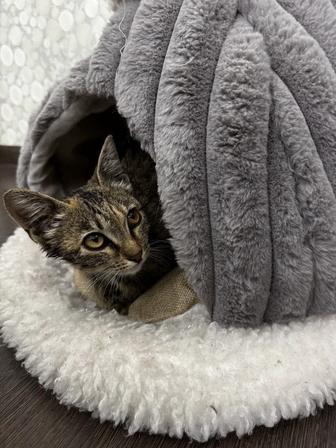ИЩУ ДОМ ДЛЯ КОТЕНКА