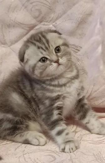 Шотландские котята мальчики и девочки