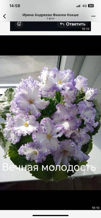 Фиалки сортовые