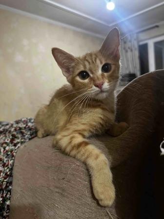Котенок в хорошие руки