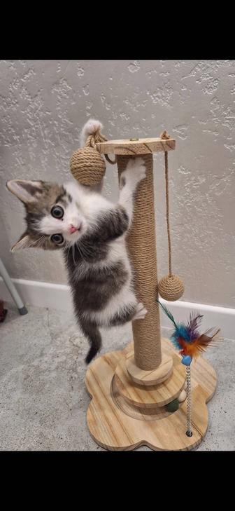 Красивый и здоровый котенок ищет любящих и заботливых хозяев.