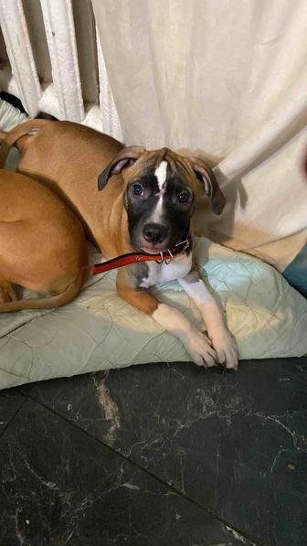 Американский питбуль