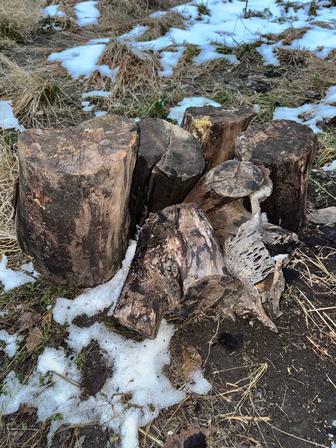 Отдам бесплатно дрова самовывозом