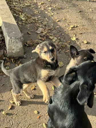 Кутята щенки ищут дом