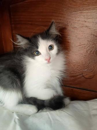 Котенок Ёся в поиске семьи