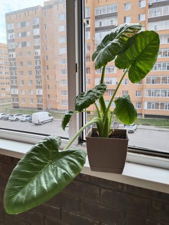 Алоказия