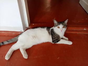 Молодая кошечка Бэлла. 8 месяцев. Крупной породы.Домашняя, к лотку приучена