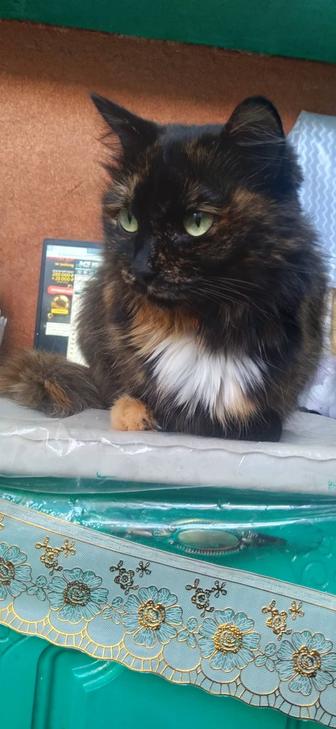 Красавица Перышко в поисках дома!!