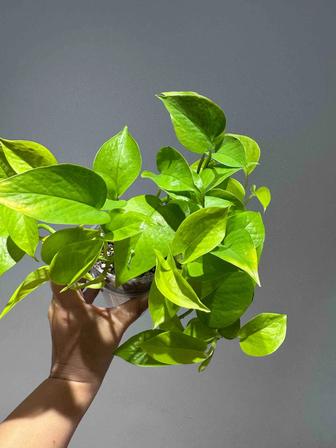 Продажа Эпипремнум Неон